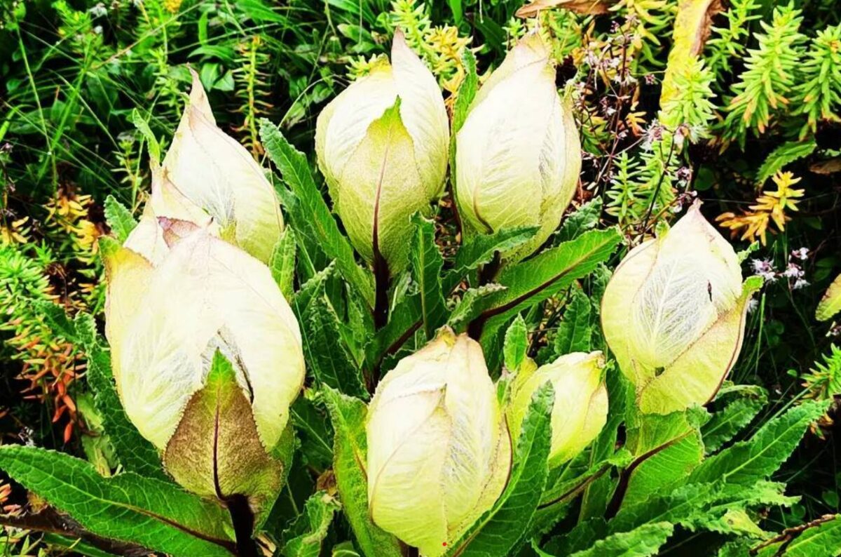 brahma kamal flower plant - Also known as saussurea obvallata