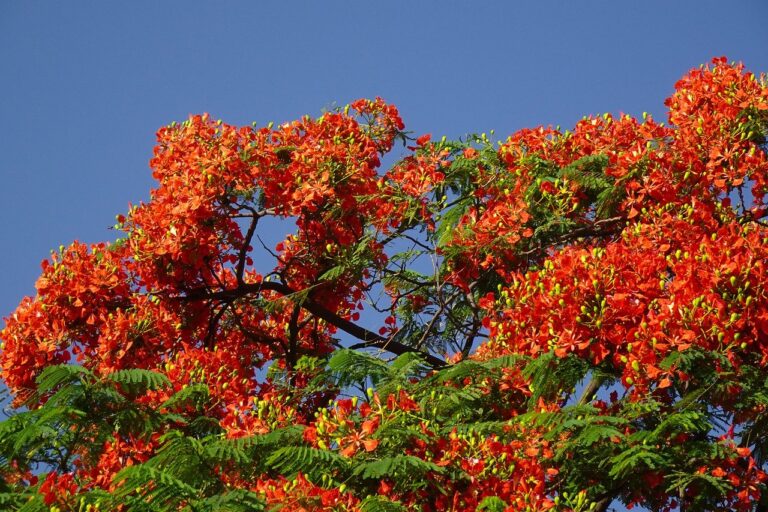 Gulmohar Tree Information, Uses and Growing Tips