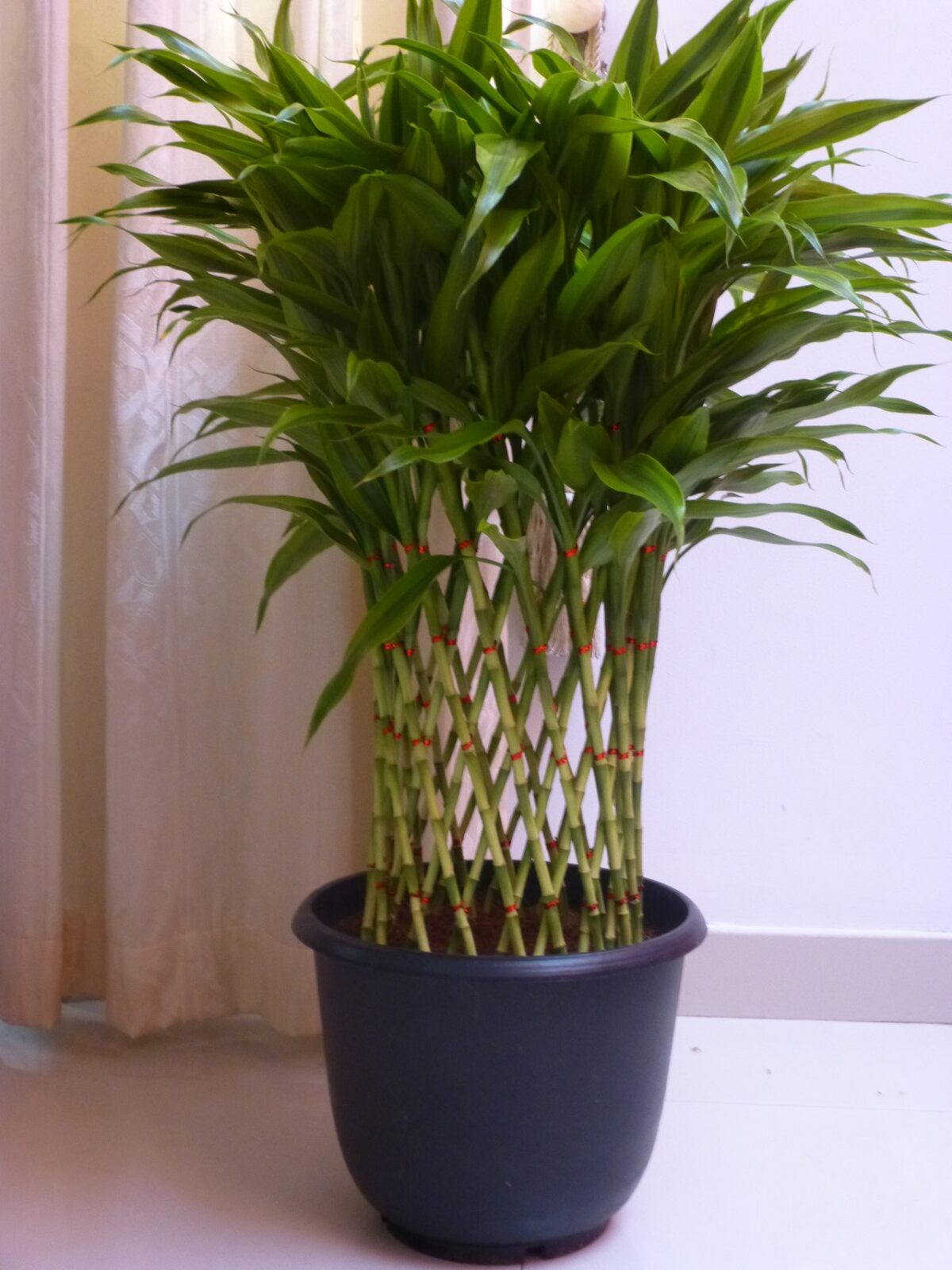 Lucky Bamboo Number of Stalks Meaning & Significance