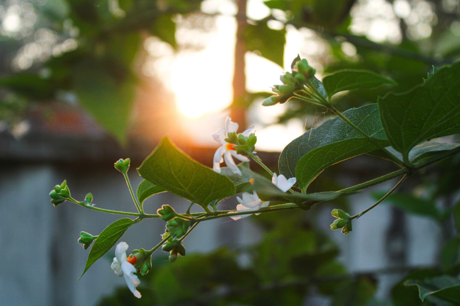 Parijat flower / Harsingar plant information, benefits, growing tips