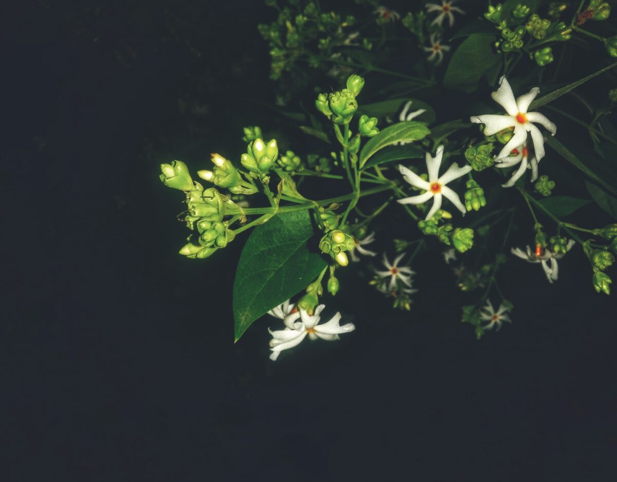 pParijat flower night jasmine