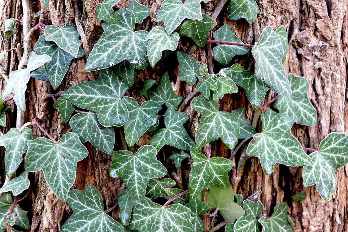 English Ivy Hedera Helix plant