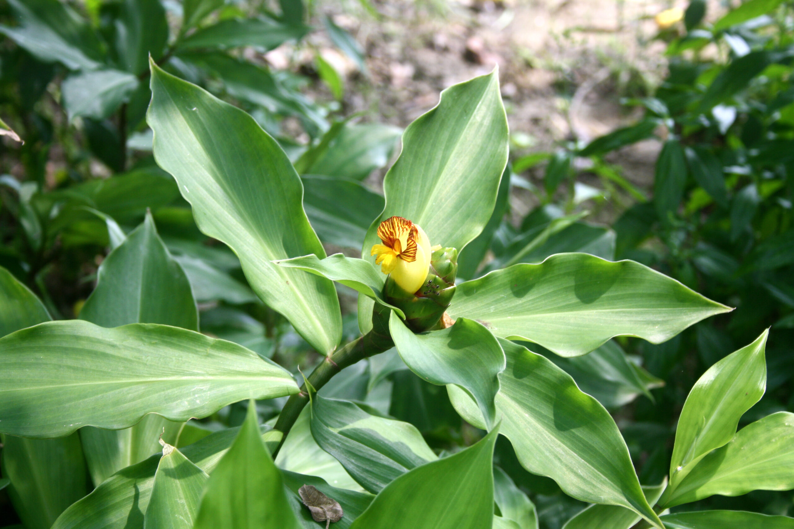 Insulin Plant Costus Igneus For Diabetes Controls Blood Sugar 