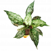 Aglaonema Costatum Plant