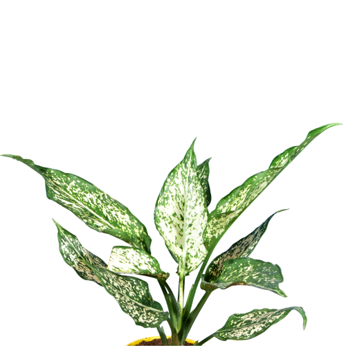 Aglaonema Costatum Plant