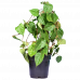 Betel Leaf Plant (Maghai Paan)