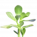Crassula Cultrata Succulent