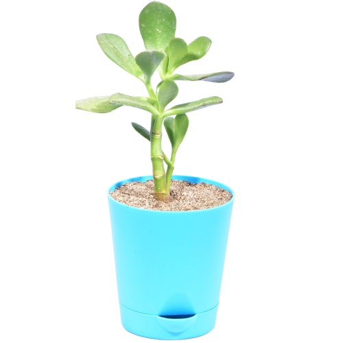 Crassula Cultrata Succulent