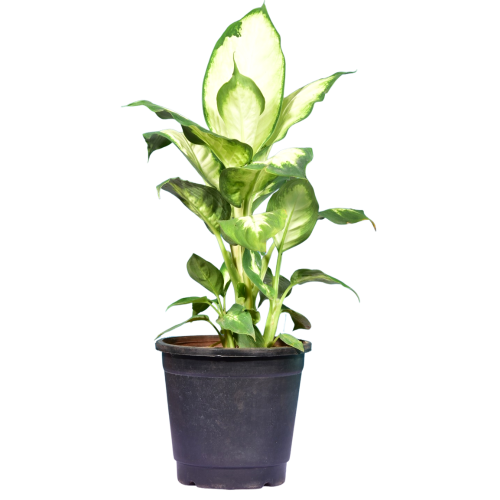 Dieffenbachia Honeydew (Dumb canes)