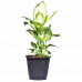 Dieffenbachia Honeydew (Dumb canes)