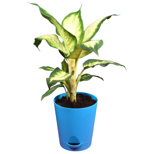 Dieffenbachia Honeydew (Dumb canes)