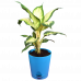 Dieffenbachia Honeydew (Dumb canes)