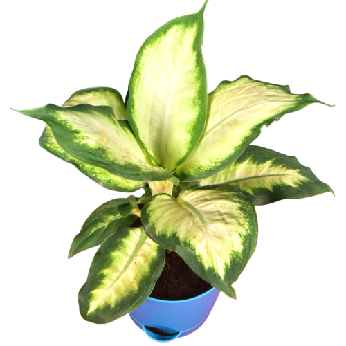 Dieffenbachia Honeydew (Dumb canes)