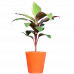 Dracaena Red Dwarf Plant
