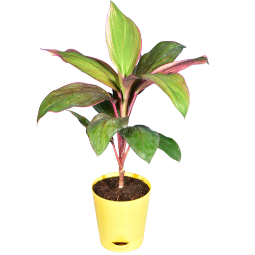 Dracaena Red Dwarf Plant