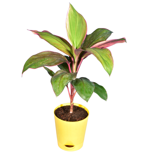 Dracaena Red Dwarf Plant