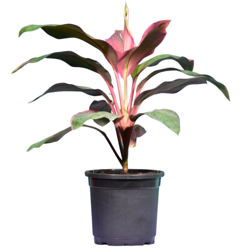 Dracaena Red Dwarf Plant