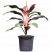 Dracaena Red Dwarf Plant