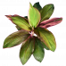 Dracaena Red Dwarf Plant