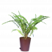Green Fern Plant
