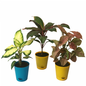 Combo - Dieffenbachia, Dracaena, Syngonium Plant