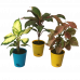 Combo - Dieffenbachia, Dracaena, Syngonium Plant