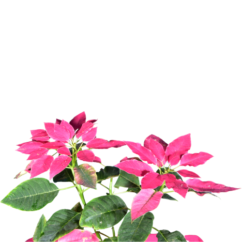 Poinsettia Pink (Christmas Flower)