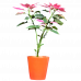 Poinsettia Pink (Christmas Flower)