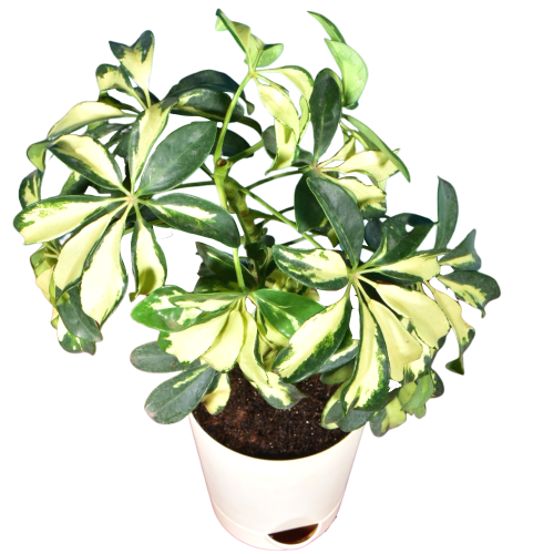 Schefflera Variegated Plant
