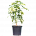 Schefflera Variegated Plant