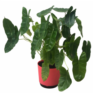 Live Indoor Plant HOUSE PLANT SHOP |Fern 'Albo' Great Gifts| Free Care Guide Easy to Care Natural Décor Plant 6 Pot 