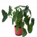 Syngonium Albolineatum Plant