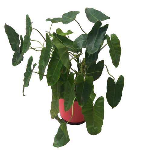 Syngonium Albolineatum Plant