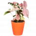 Syngonium Pink Plant