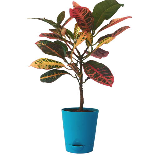 Croton Petra Plant