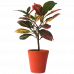 Croton Petra Plant