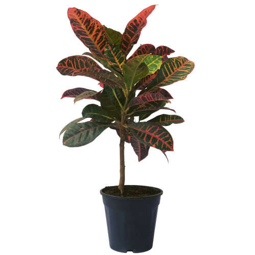 Croton Petra Plant