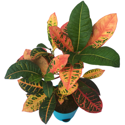 Croton Petra Plant