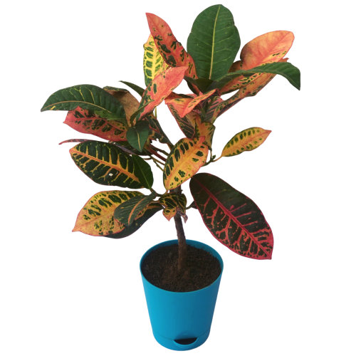 Croton Petra Plant