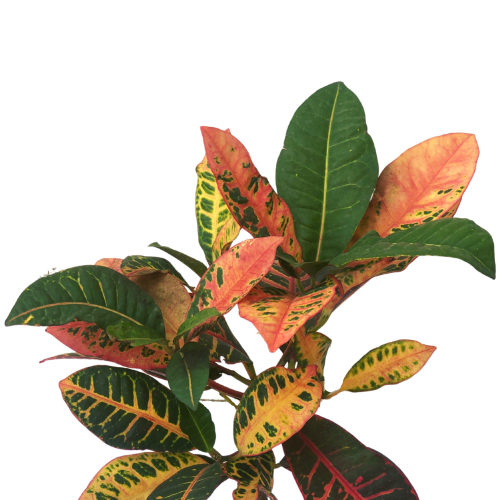 Croton Petra Plant