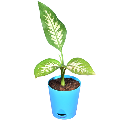 Dieffenbachia (Dumb canes) Plant