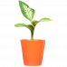 Dieffenbachia (Dumb canes) Plant