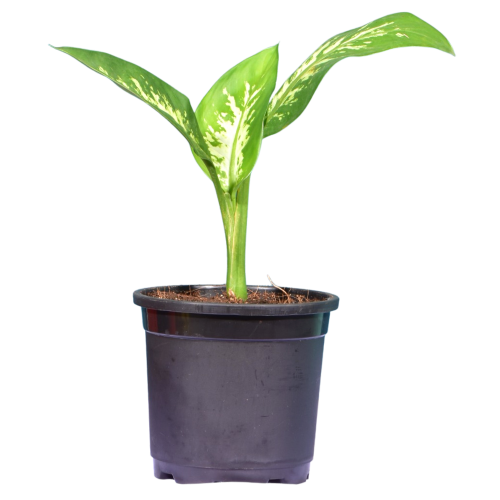 Dieffenbachia (Dumb canes) Plant