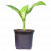 Dieffenbachia (Dumb canes) Plant