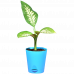 Dieffenbachia (Dumb canes) Plant