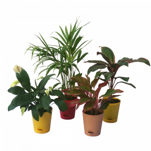 Plant Combo - Aglaonema, Peace Lily, Palm & Dracena