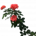Miniature Rose Orange (Button Rose)