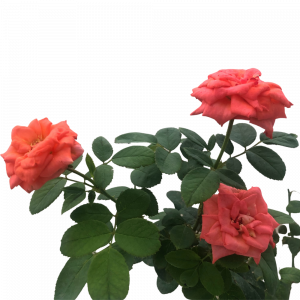 Miniature Rose Orange (Button Rose)