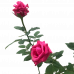 Miniature Rose Pink (Button Rose)