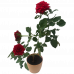 Miniature Rose Red (Button Rose)